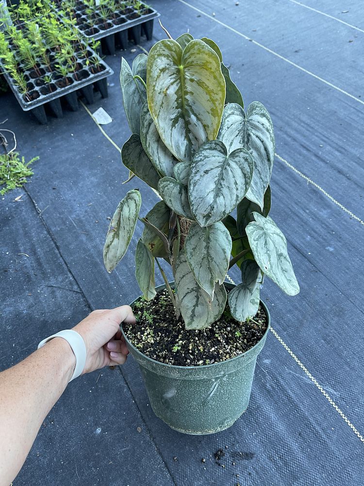 philodendron-brandtianum-silver-shield
