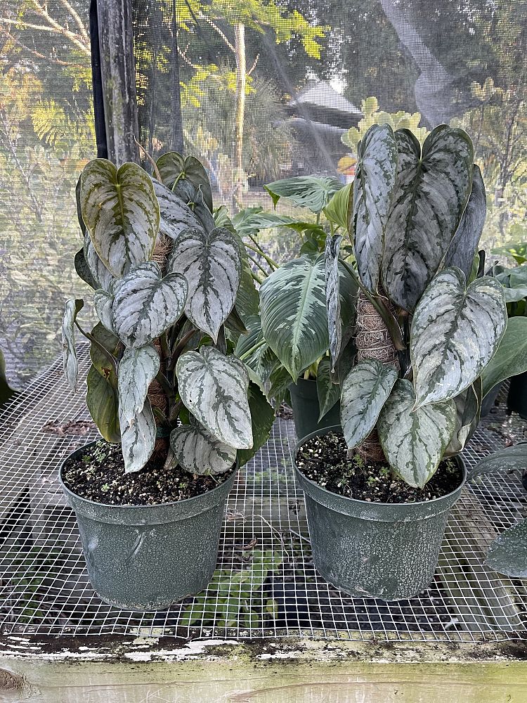 philodendron-brandtianum-silver-shield