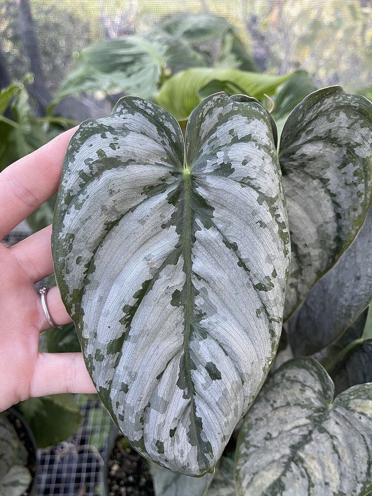 philodendron-brandtianum-silver-shield