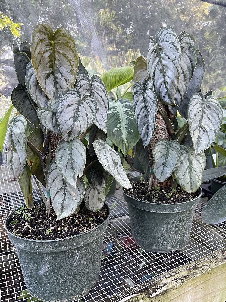 philodendron-brandtianum-silver-shield