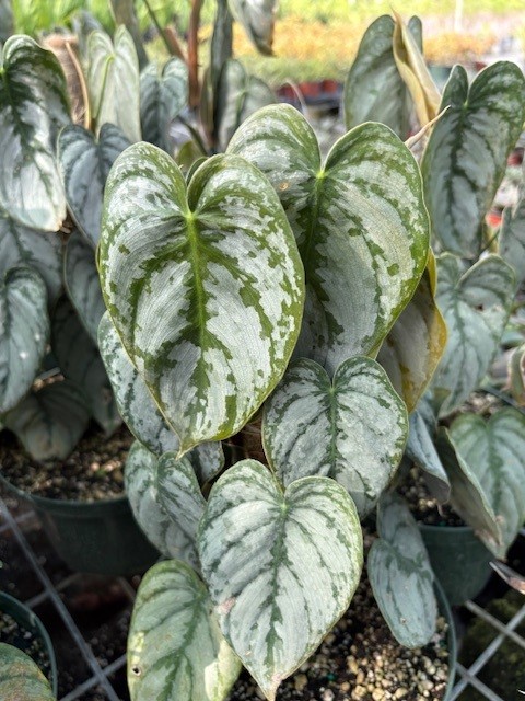 philodendron-brandtianum