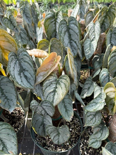 philodendron-brandtianum
