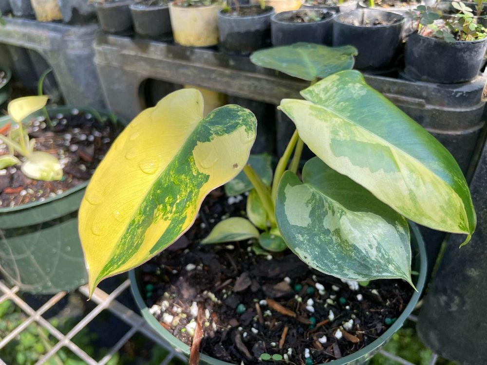 philodendron-burle-marx-albo