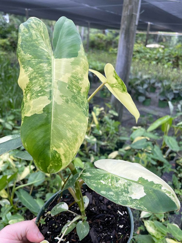 philodendron-burle-marx-albo
