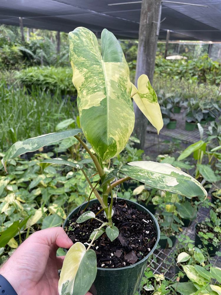 philodendron-burle-marx-albo