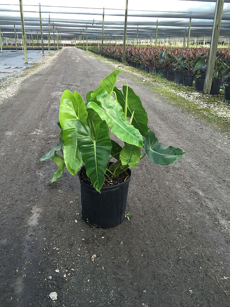 philodendron-burle-marx