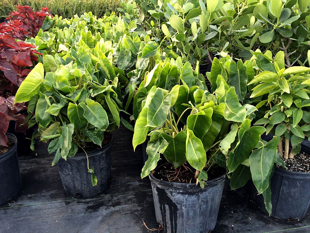 philodendron-burle-marx
