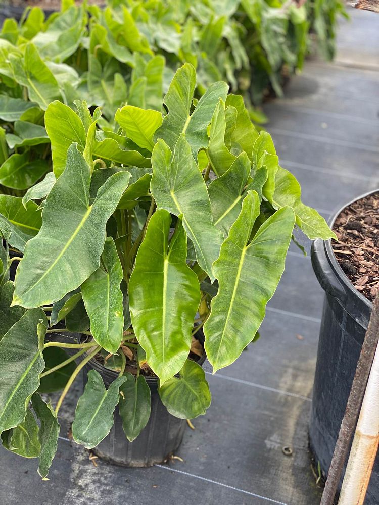 philodendron-burle-marx