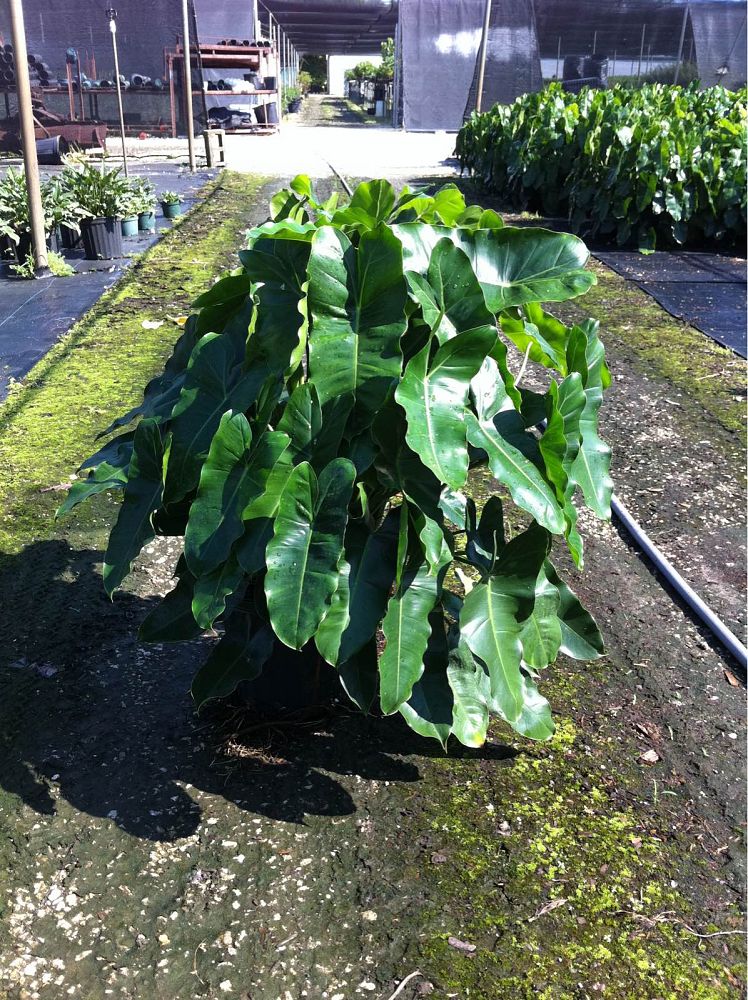 philodendron-burle-marx