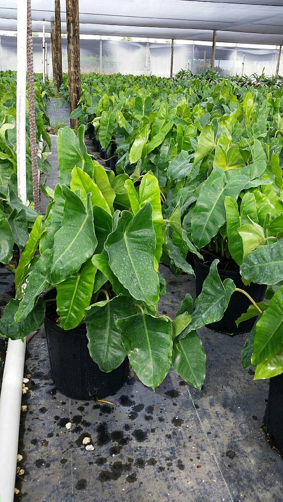 philodendron-burle-marx