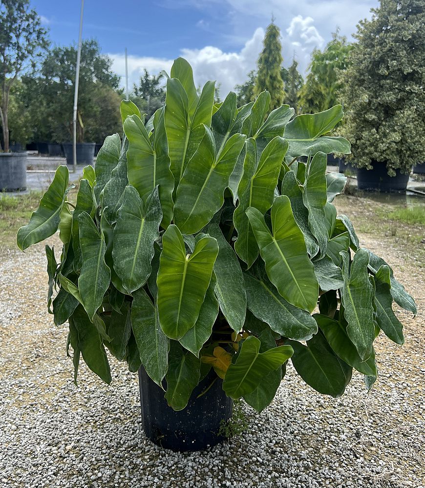 philodendron-burle-marx