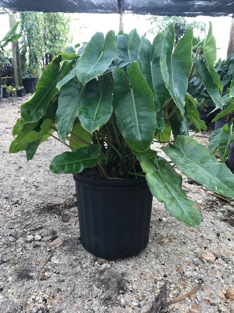 philodendron-burle-marx
