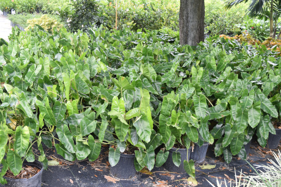 philodendron-burle-marx