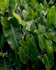 philodendron-burle-marx