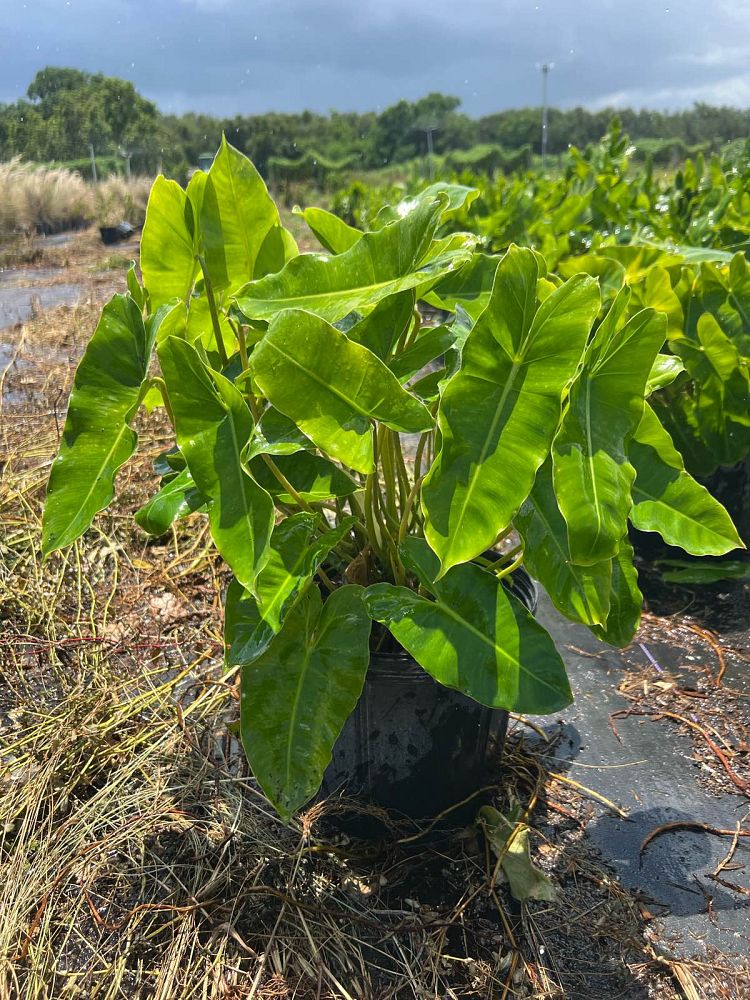 philodendron-burle-marx