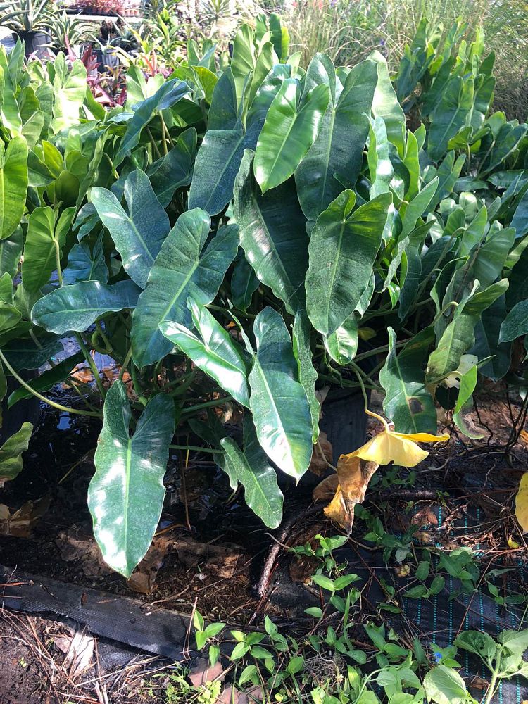 philodendron-burle-marx