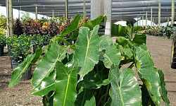 philodendron-burle-marx