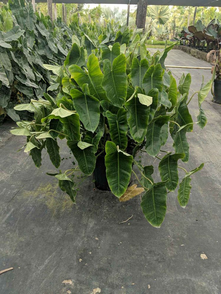 philodendron-burle-marx