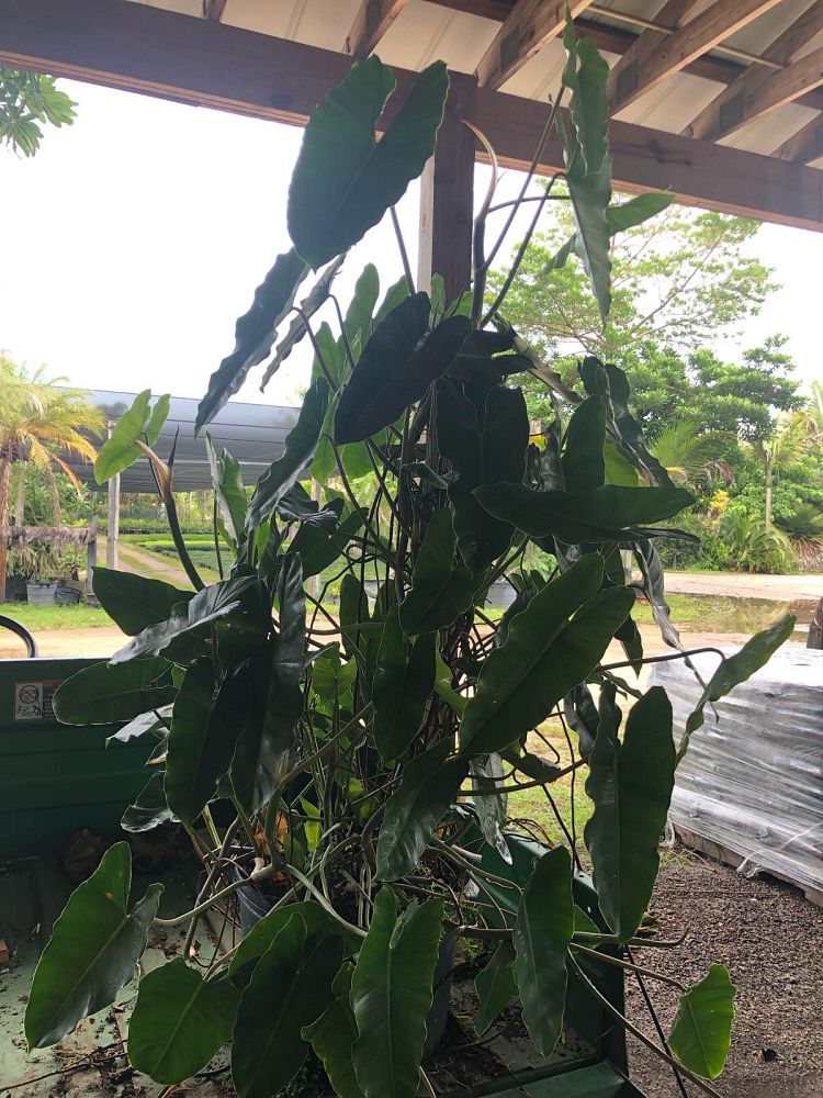 philodendron-burle-marx