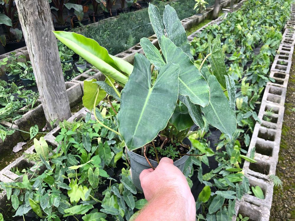 philodendron-burle-marx