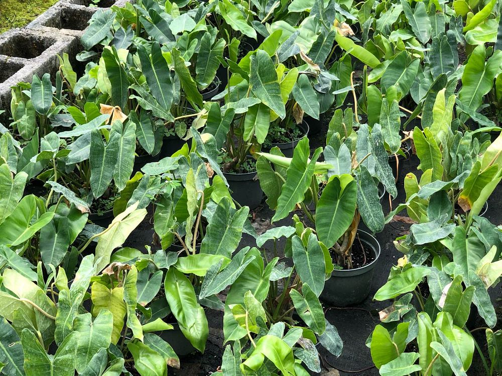 philodendron-burle-marx