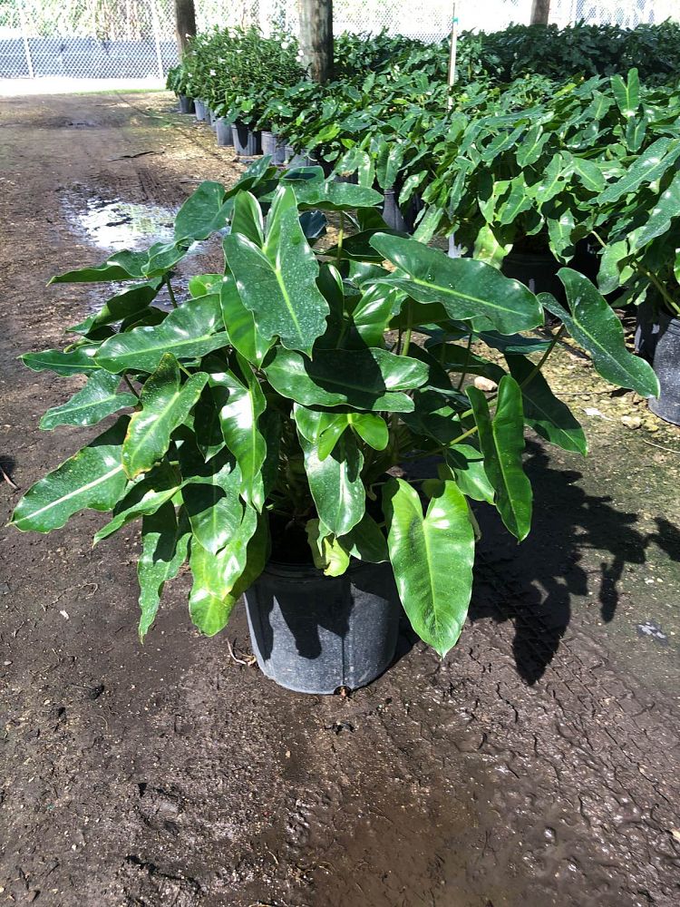 philodendron-burle-marx
