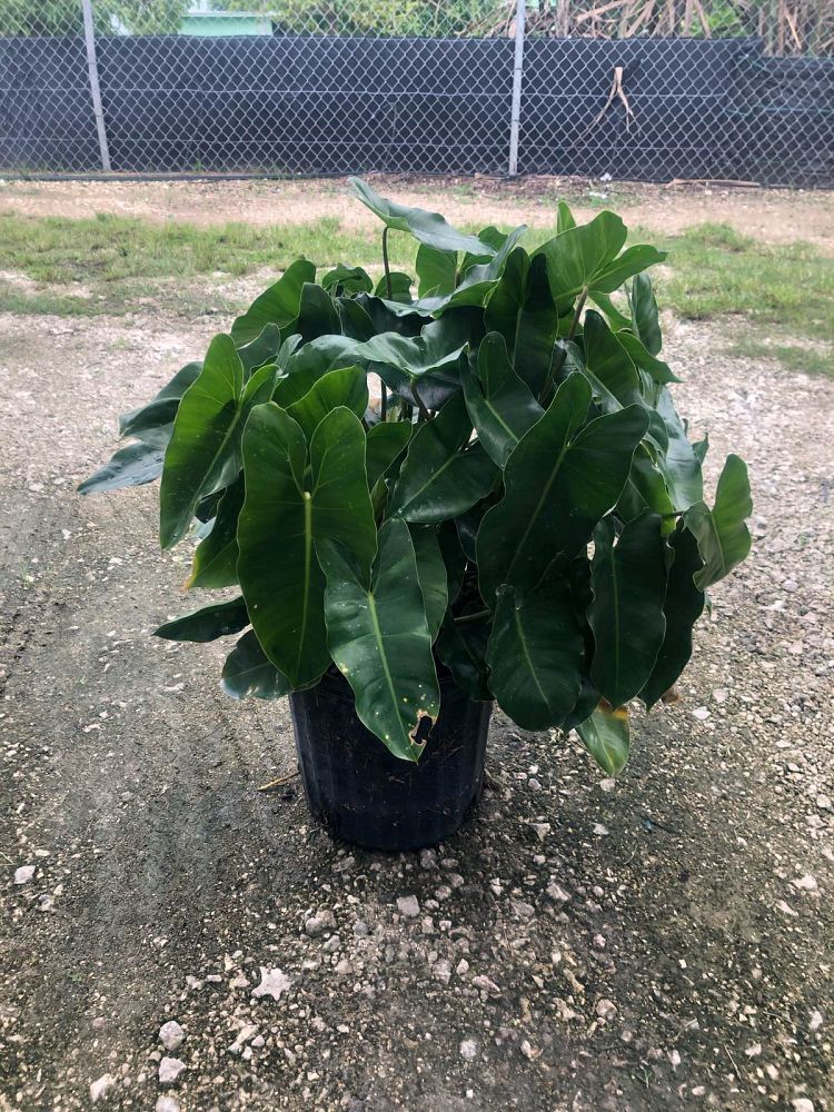 philodendron-burle-marx