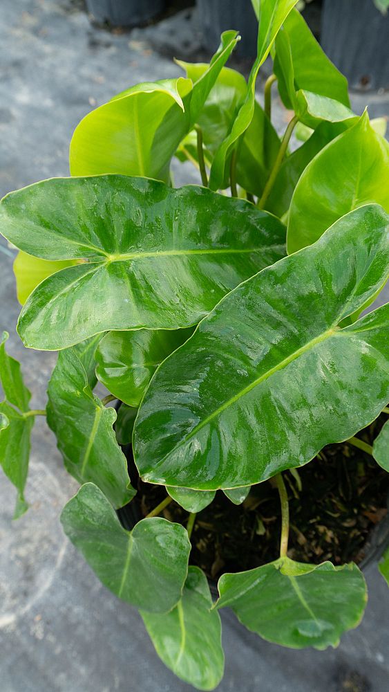 philodendron-burle-marx