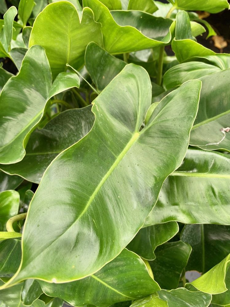 philodendron-burle-marx