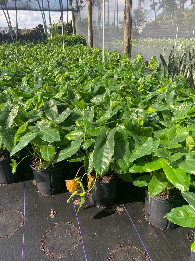 philodendron-burle-marx