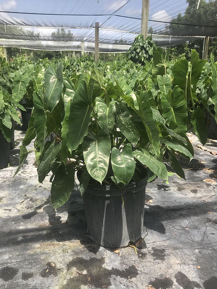 philodendron-burle-marx