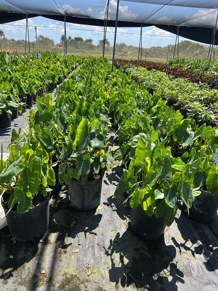 philodendron-burle-marx