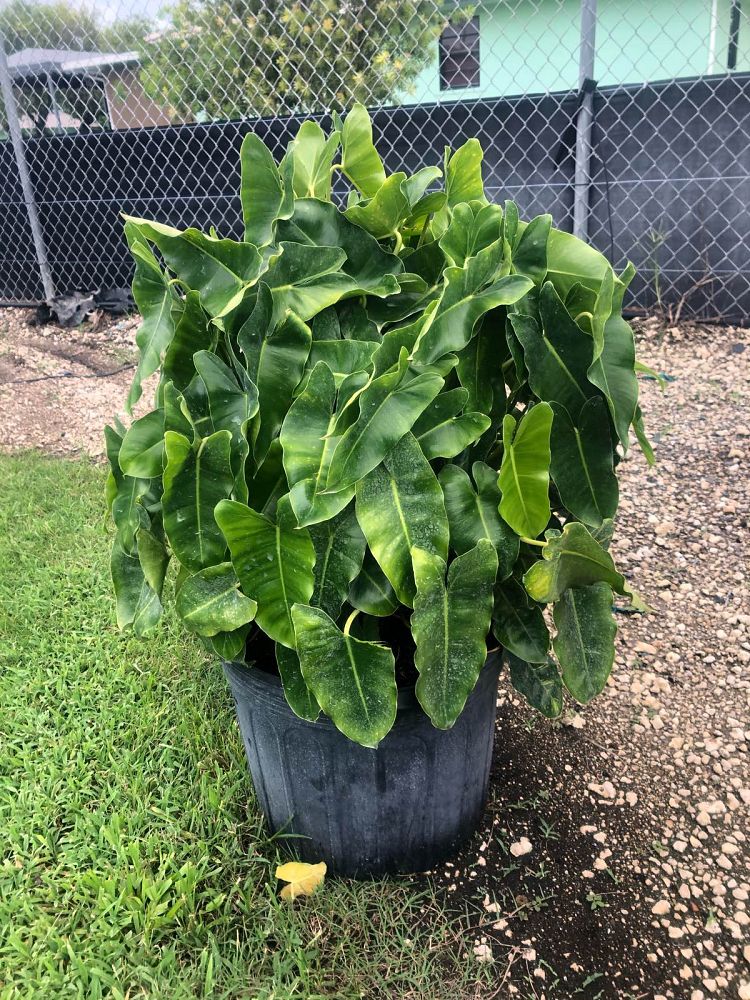 philodendron-burle-marx