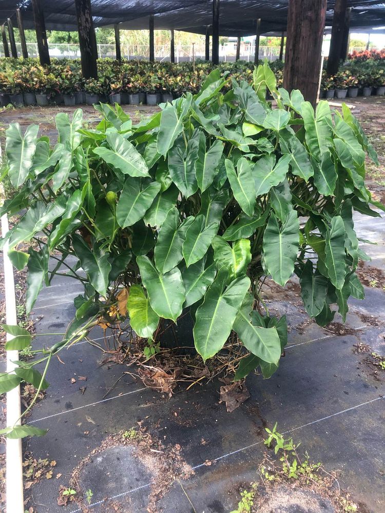 philodendron-burle-marx