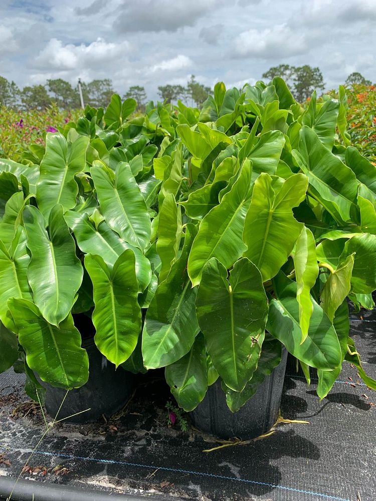 philodendron-burle-marx