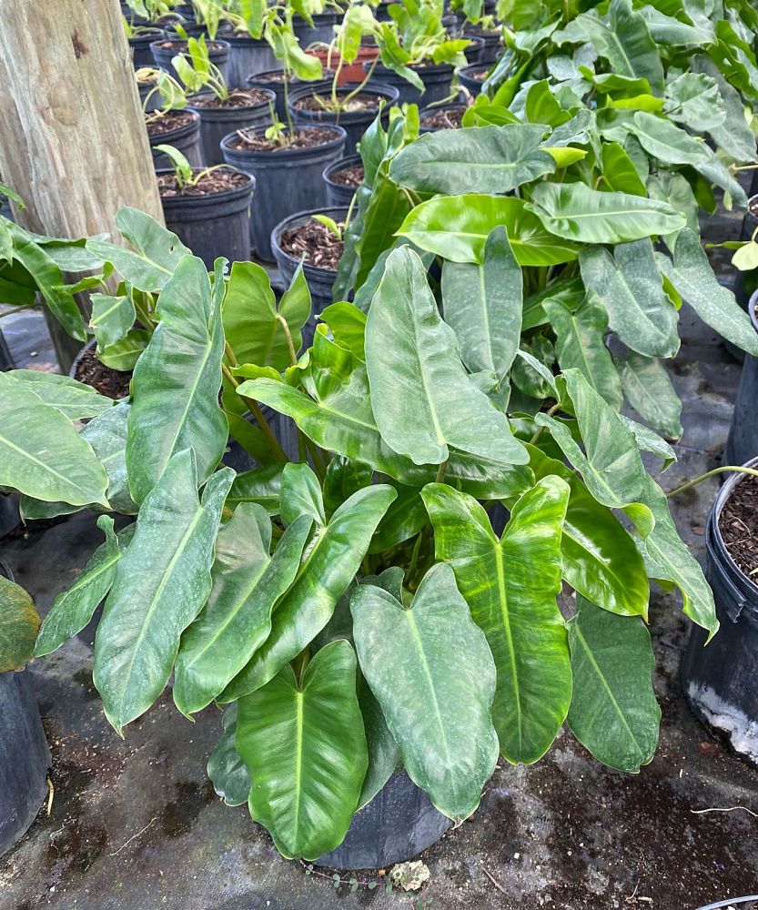 philodendron-burle-marx