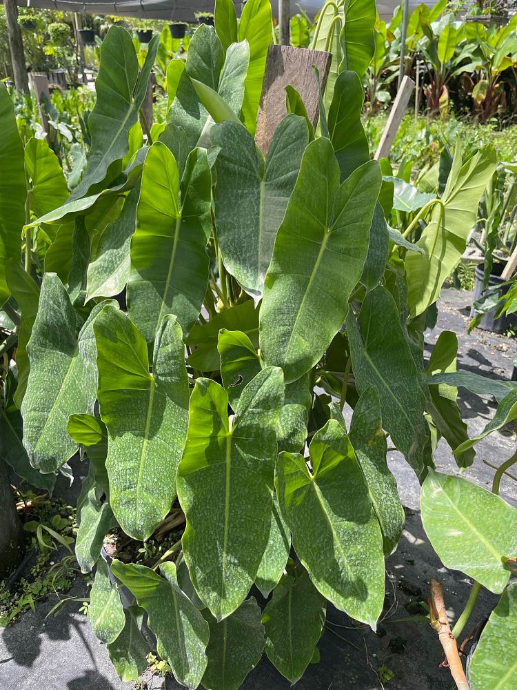 philodendron-burle-marx