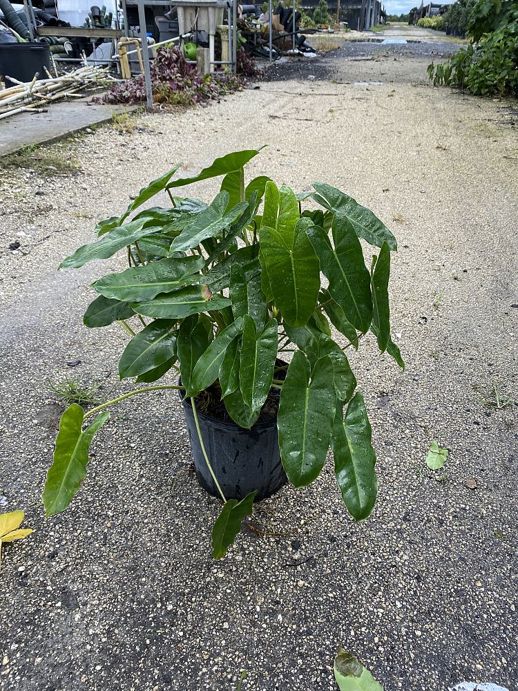 philodendron-burle-marx