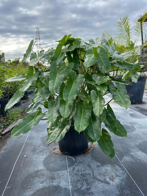 philodendron-burle-marx