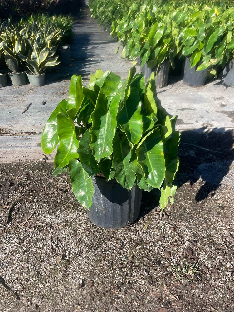 philodendron-burle-marx