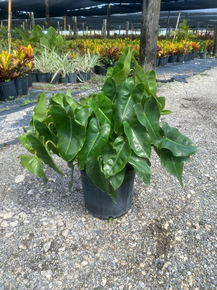 philodendron-burle-marx