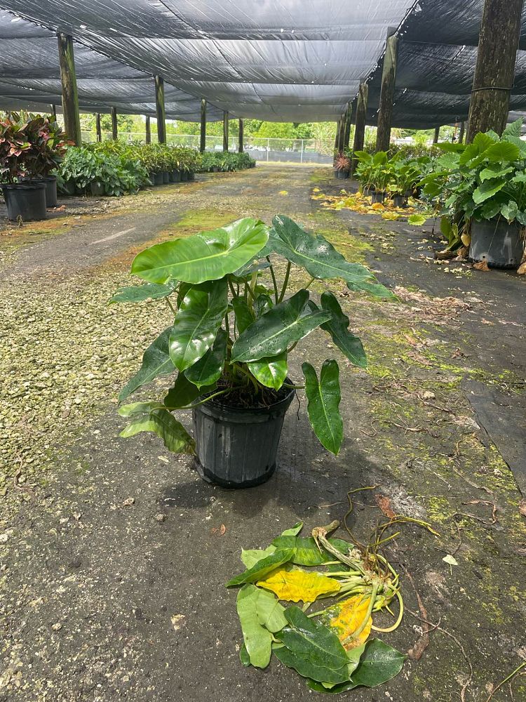 philodendron-burle-marx