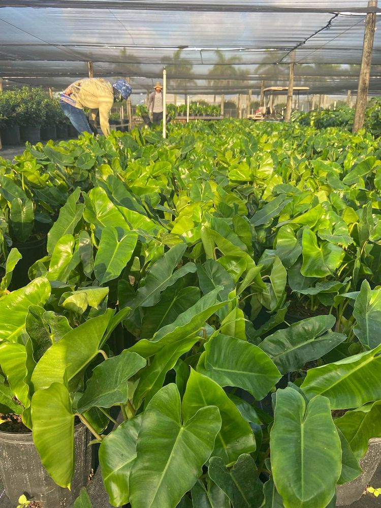 philodendron-burle-marx