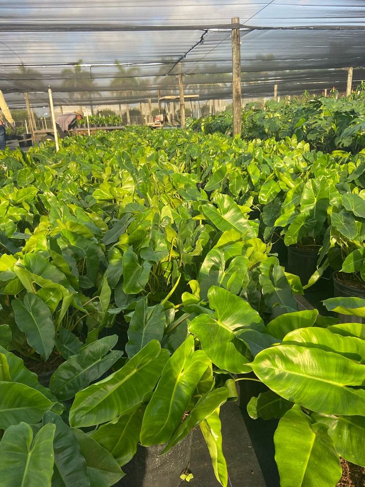philodendron-burle-marx