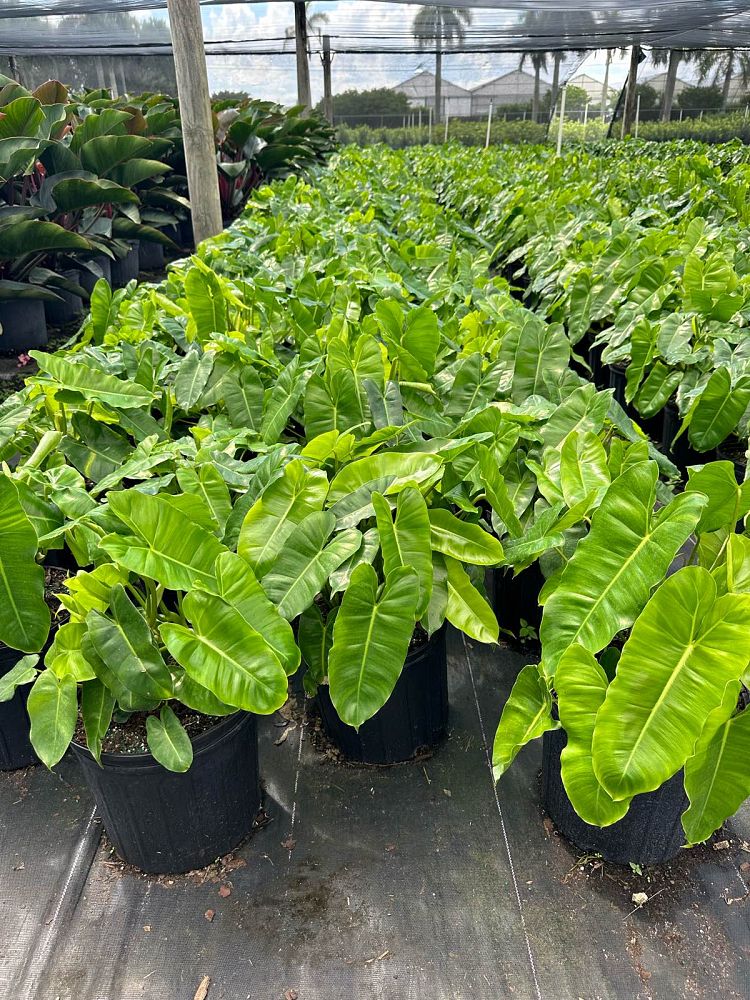 philodendron-burle-marx