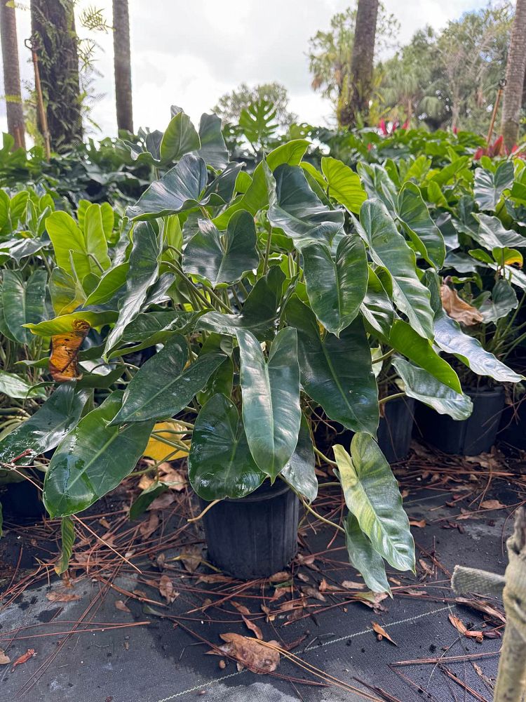 philodendron-burle-marx