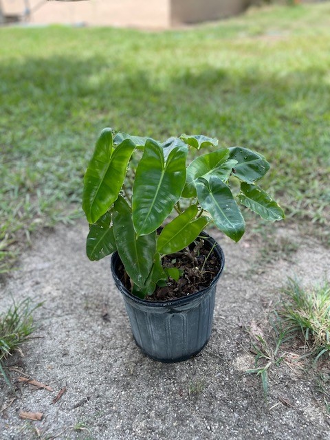 philodendron-burle-marx