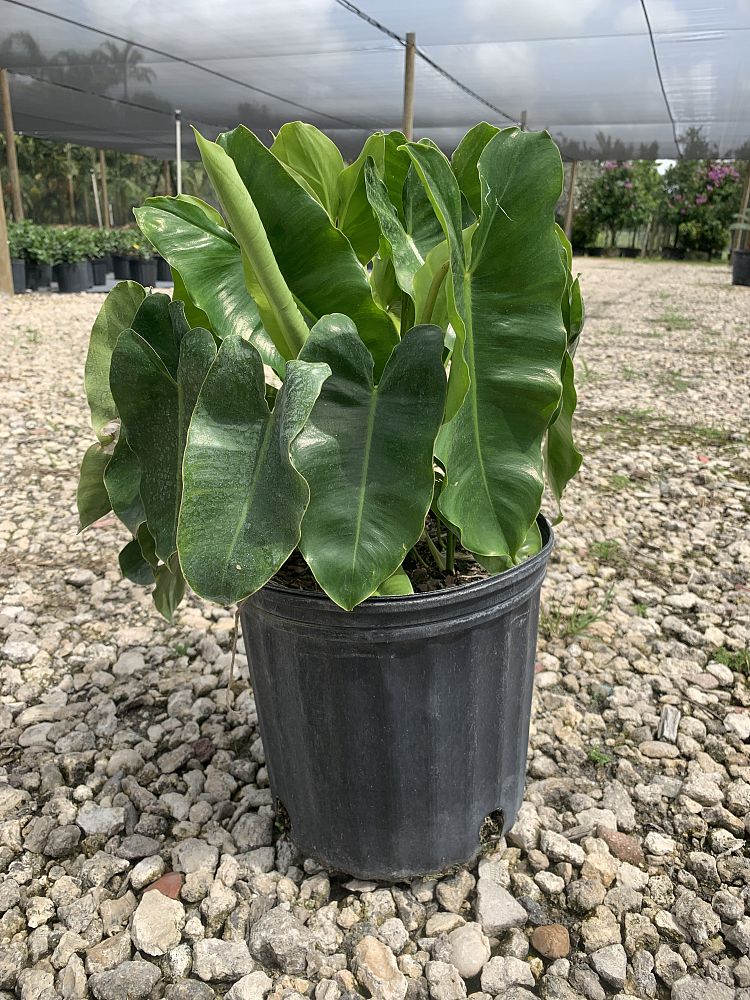 philodendron-burle-marx