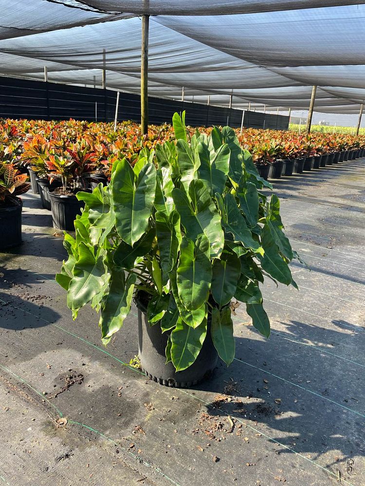 philodendron-burle-marx