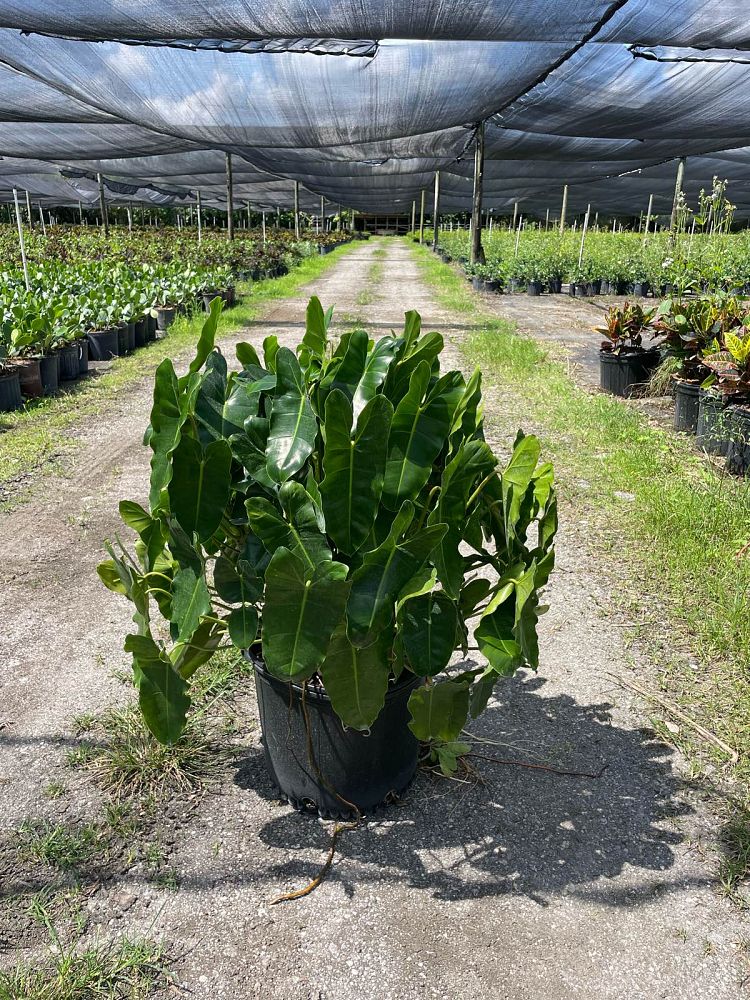 philodendron-burle-marx